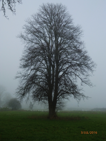 Linden- Cambridge Tree Trust